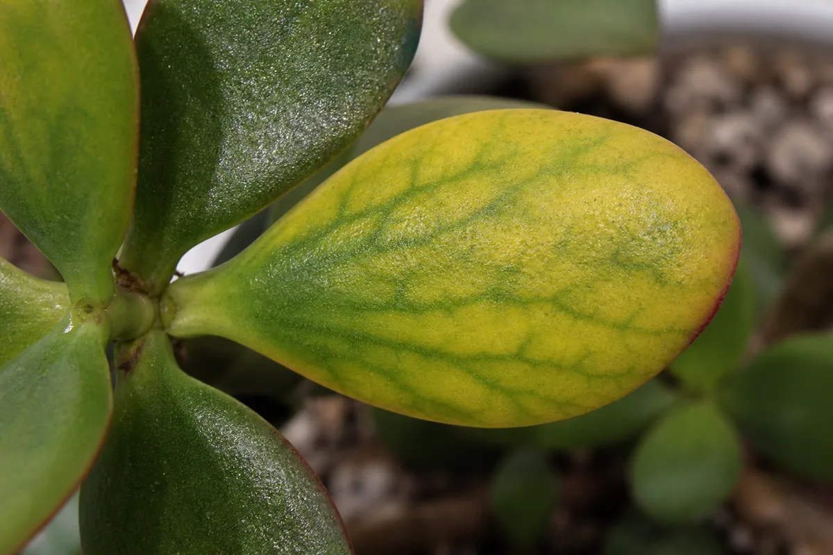 Close-up of Soil Too Alkaline on Jade Plant - diagnostic detail