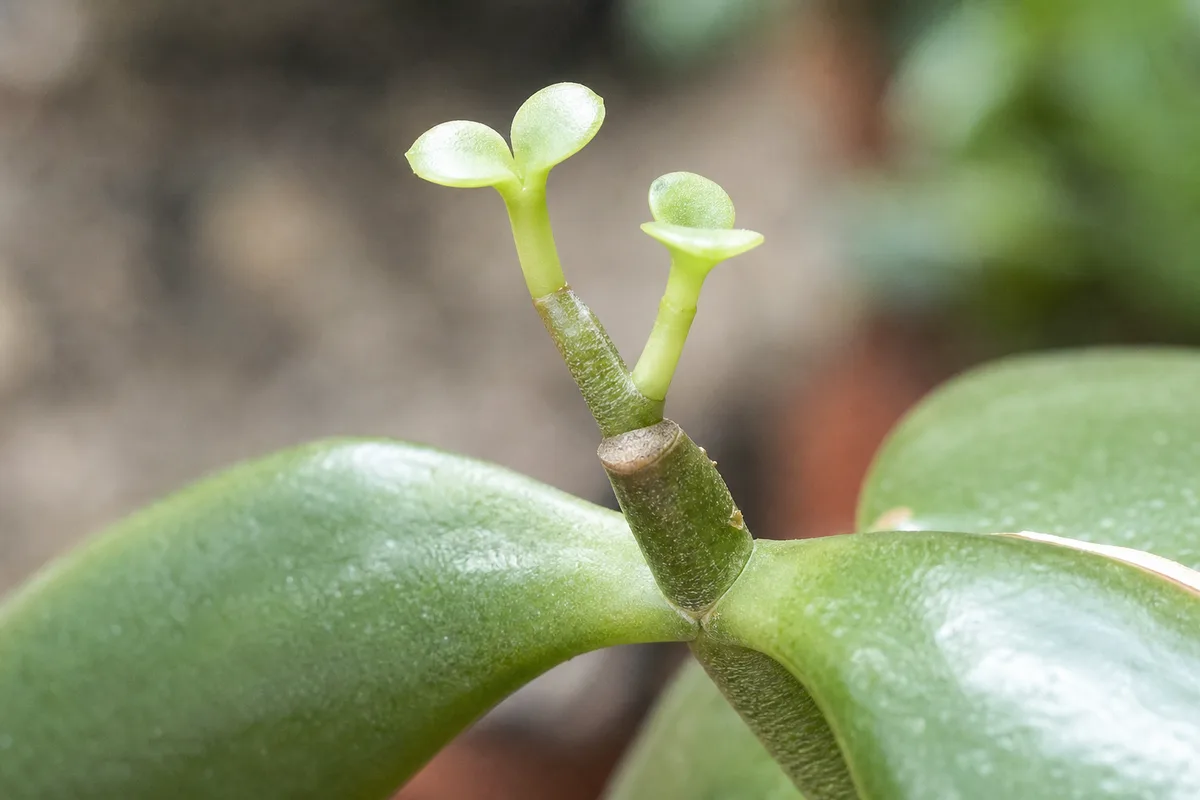 Close-up of Stunted Growth on Jade Plant - diagnostic detail