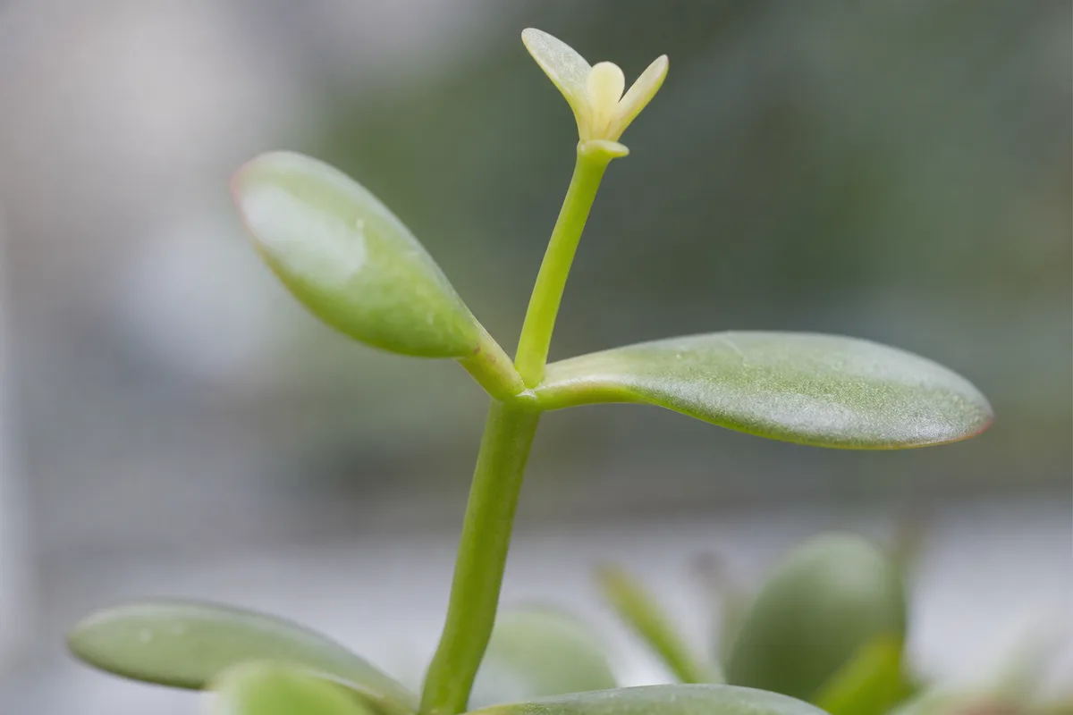 Close-up of Thin Stems on Jade Plant - diagnostic detail