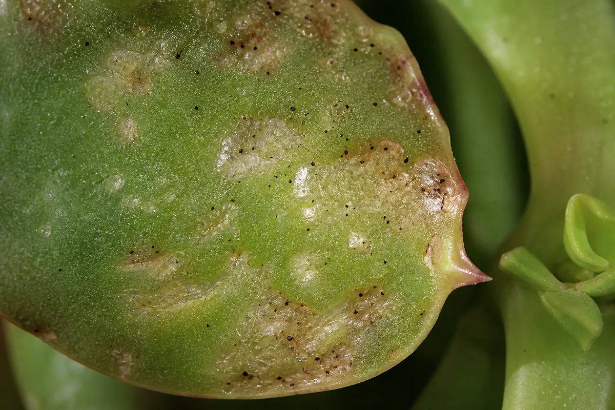 Close-up of Thrips on Jade Plant - diagnostic detail