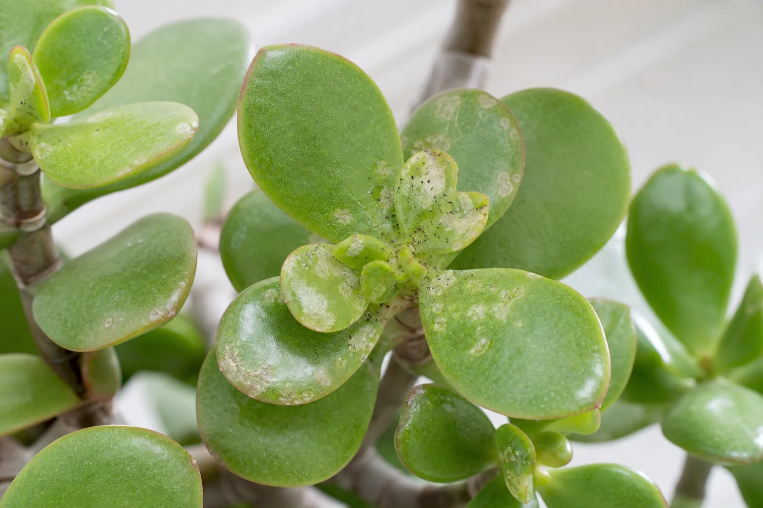 Thrips on Jade Plant - visible symptom on the plant