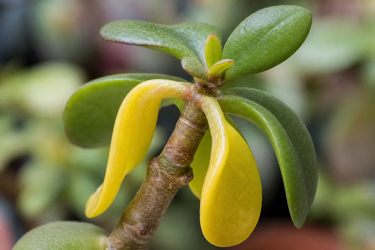 Close-up of Transplant Shock on Jade Plant - diagnostic detail