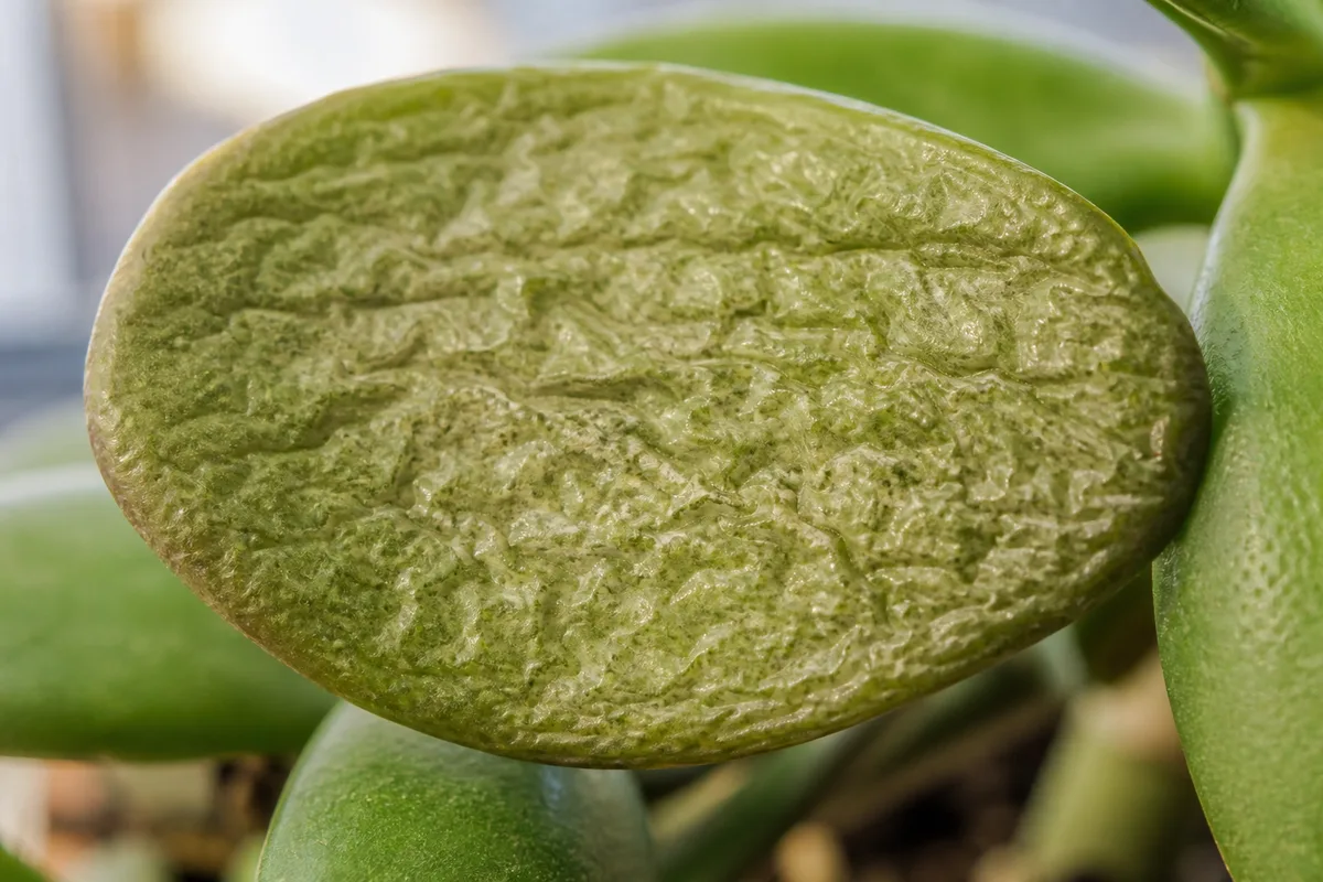Wrinkled jade leaf showing dehydration