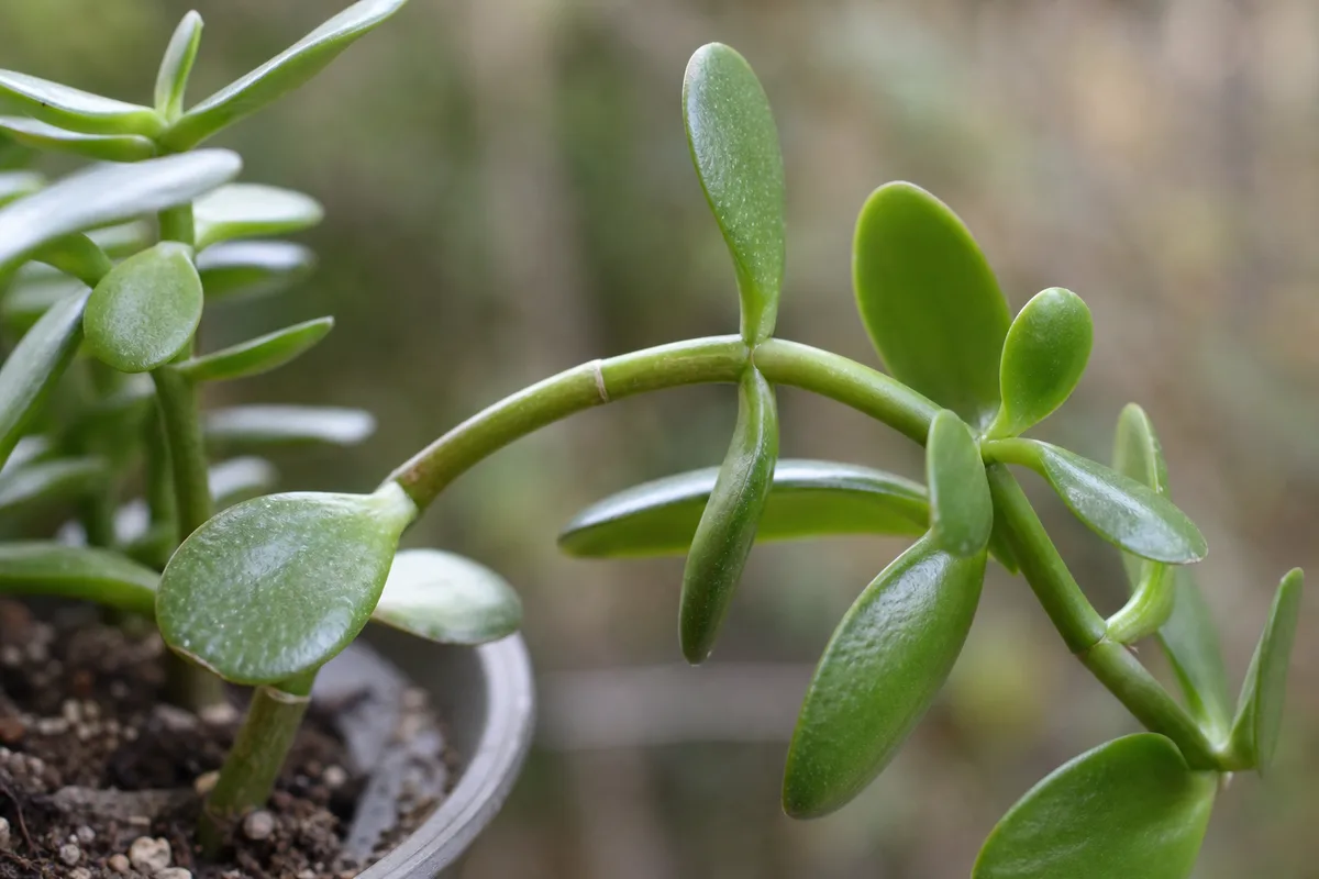 Close-up of Weak Stems on Jade Plant - diagnostic detail