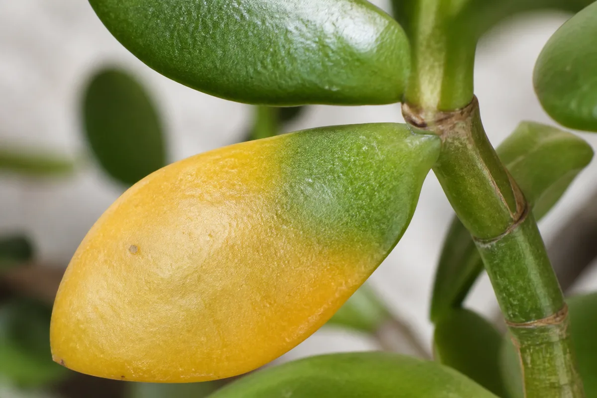 Close-up of Yellow Leaves on Jade Plant - diagnostic detail