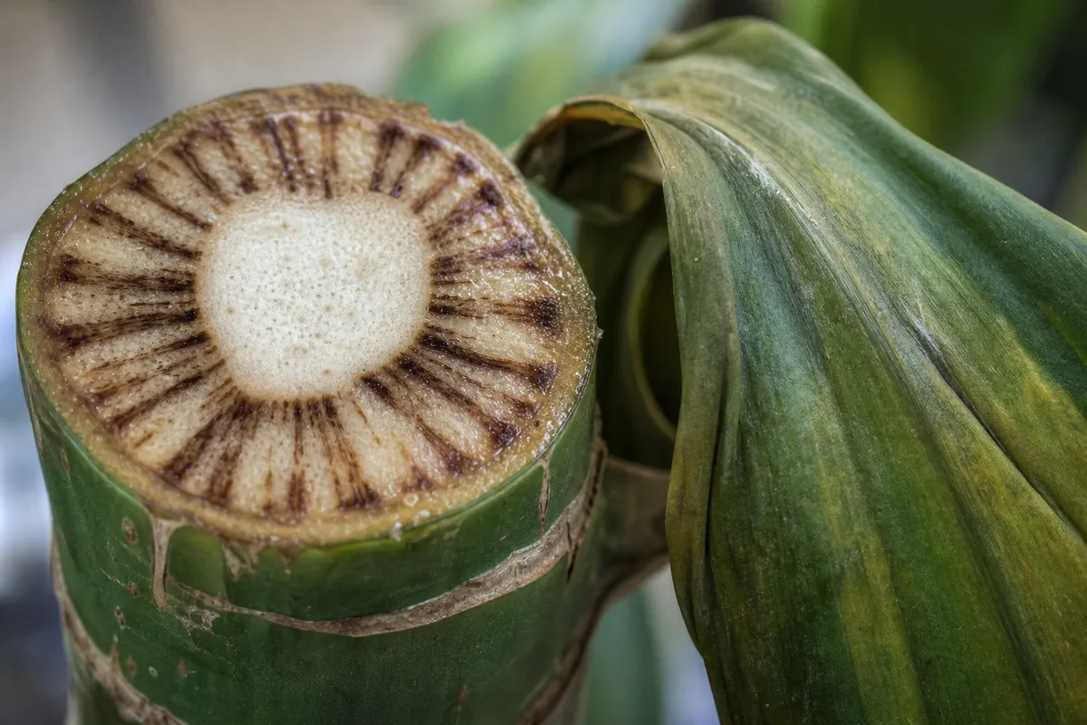 Close-up of Bacterial Wilt on Janet Craig Dracaena - diagnostic detail