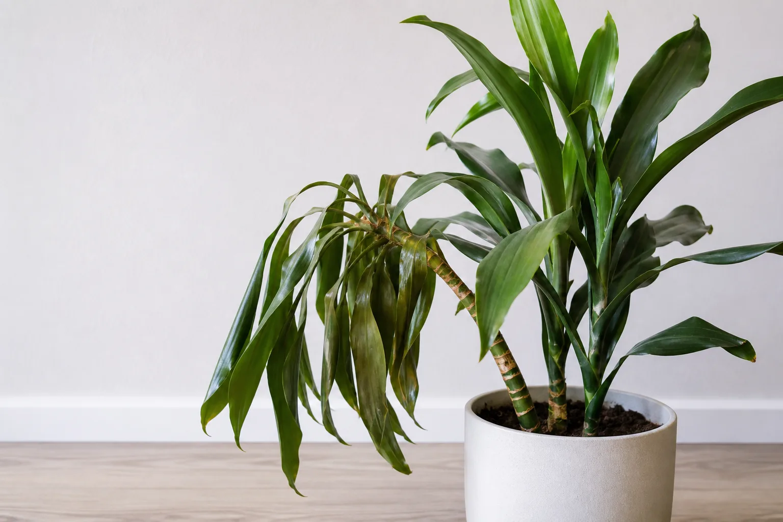 Bacterial Wilt on Janet Craig Dracaena - visible symptom on the plant