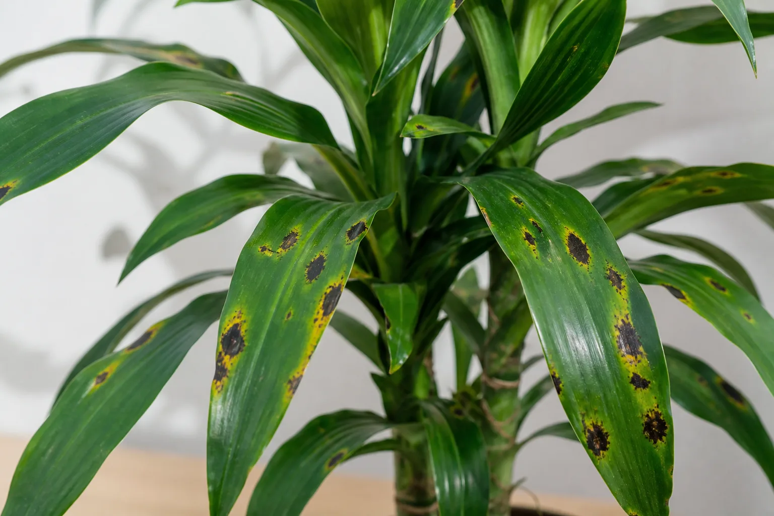 Black Spots on Janet Craig Dracaena - visible symptom on the plant