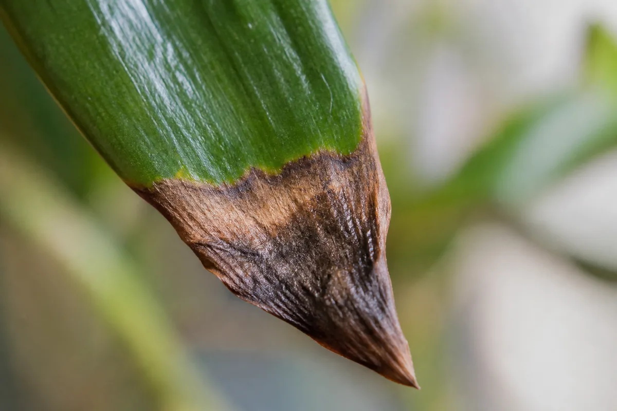 Close-up of Brown Tips on Janet Craig Dracaena - diagnostic detail