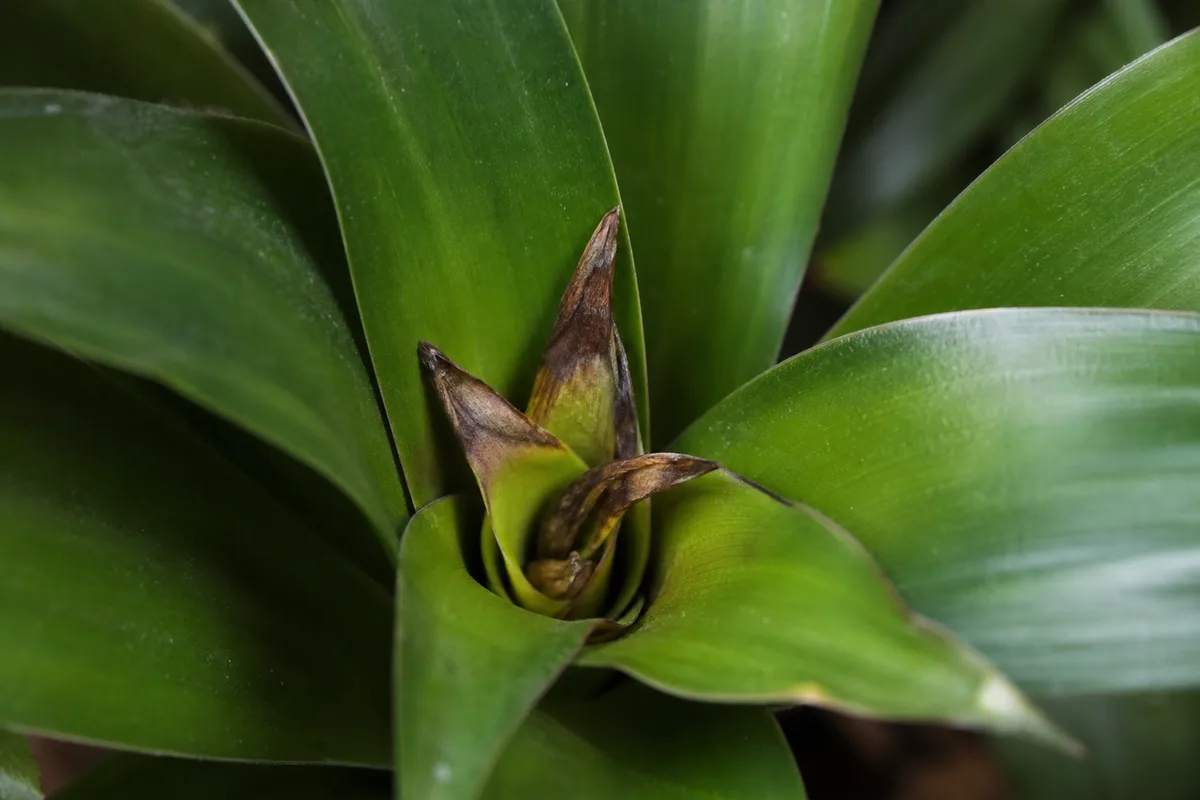 Close-up of Bud Drop on Janet Craig Dracaena - diagnostic detail