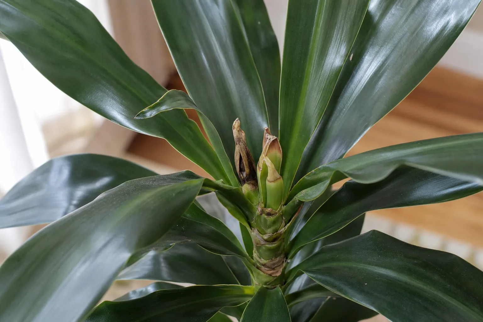 Bud Drop on Janet Craig Dracaena - visible symptom on the plant