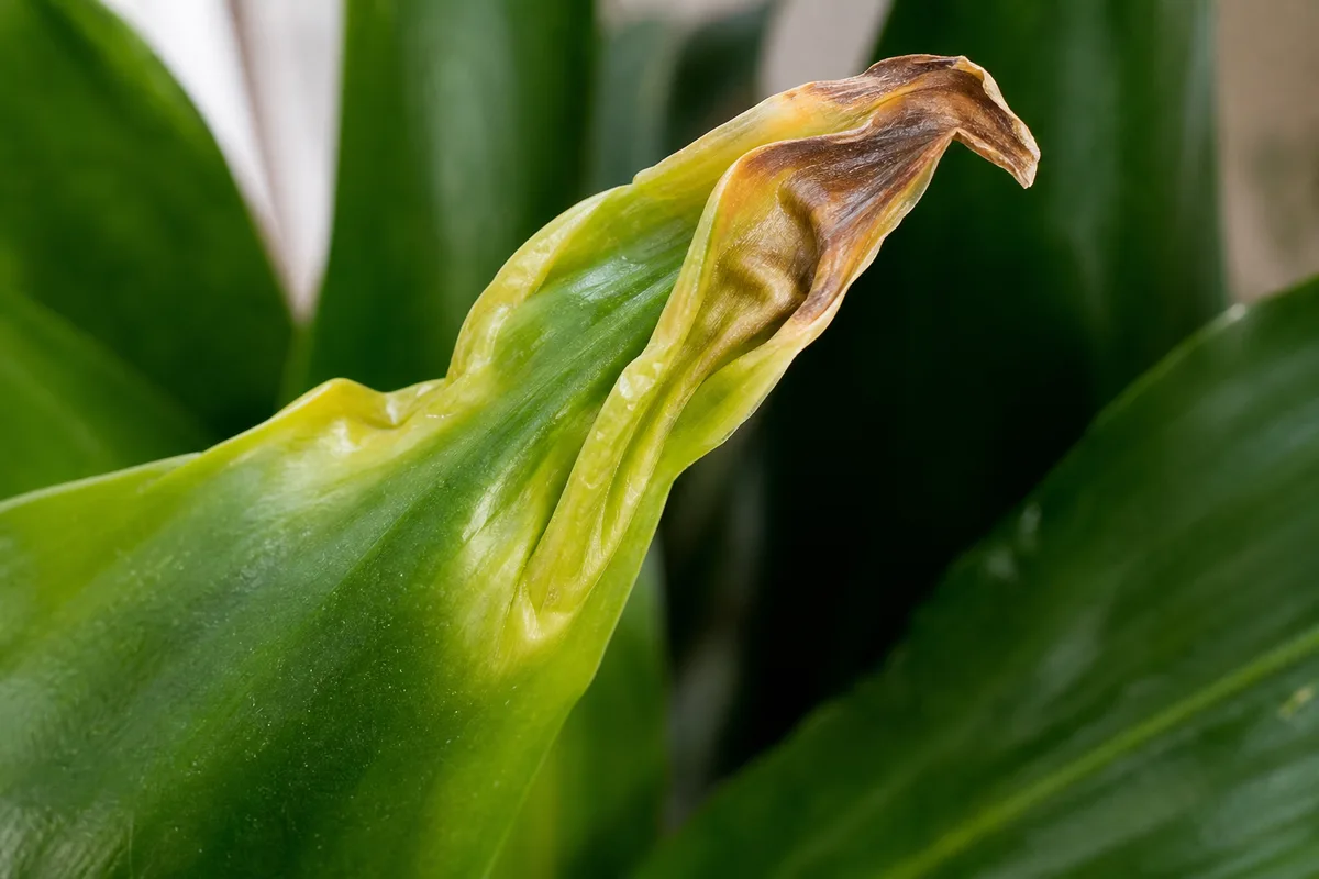 Close-up of Calcium Deficiency on Janet Craig Dracaena - diagnostic detail