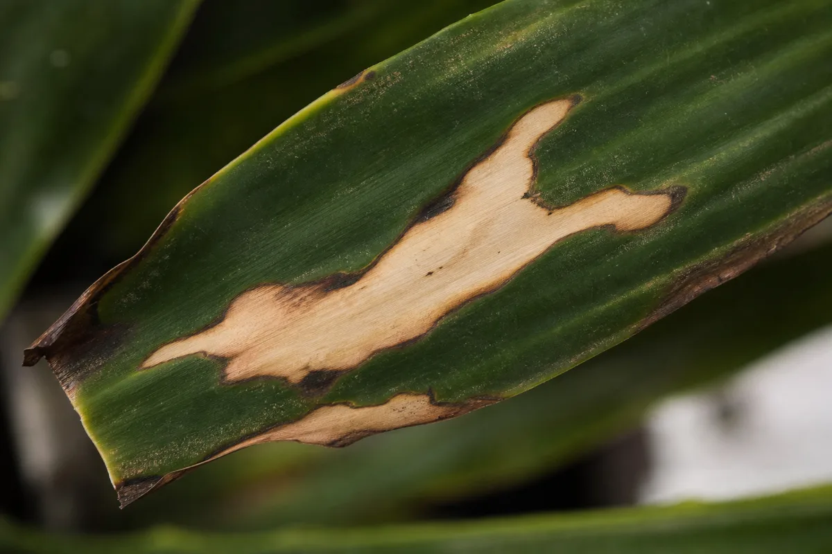 Close-up of Chemical Damage on Janet Craig Dracaena - diagnostic detail