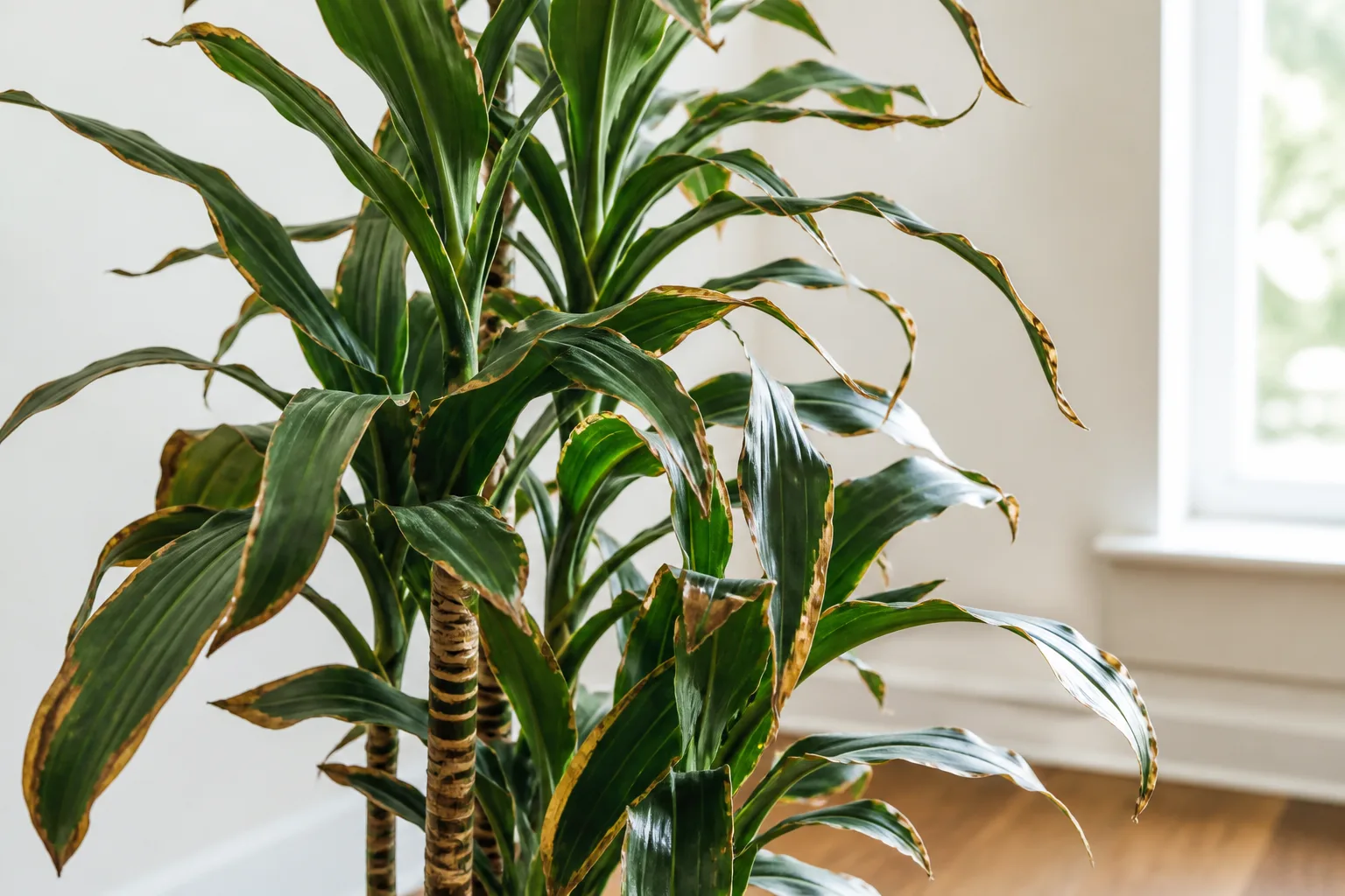 Crispy Leaves on Janet Craig Dracaena - visible symptom on the plant
