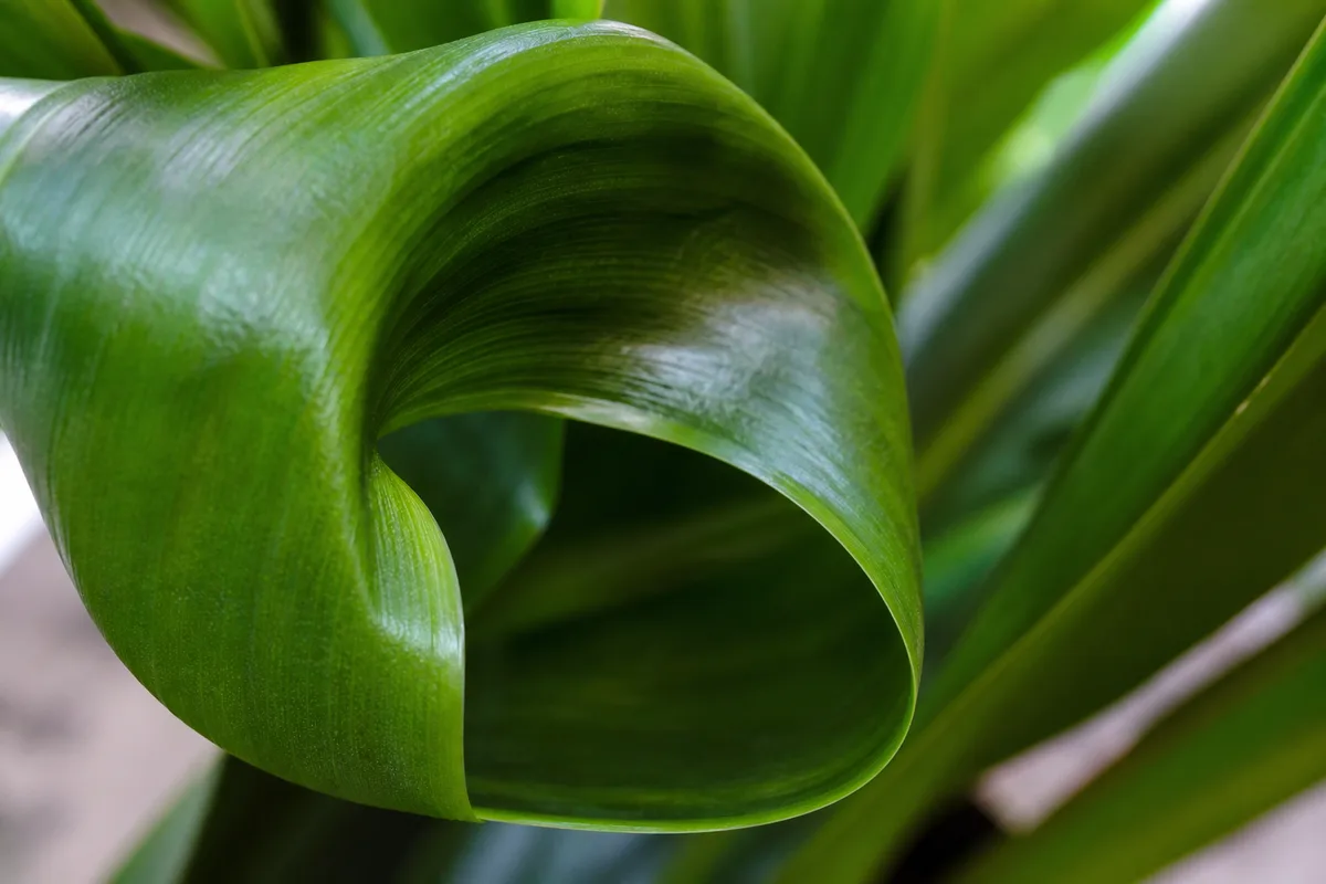 Close-up of Curling Leaves on Janet Craig Dracaena - diagnostic detail