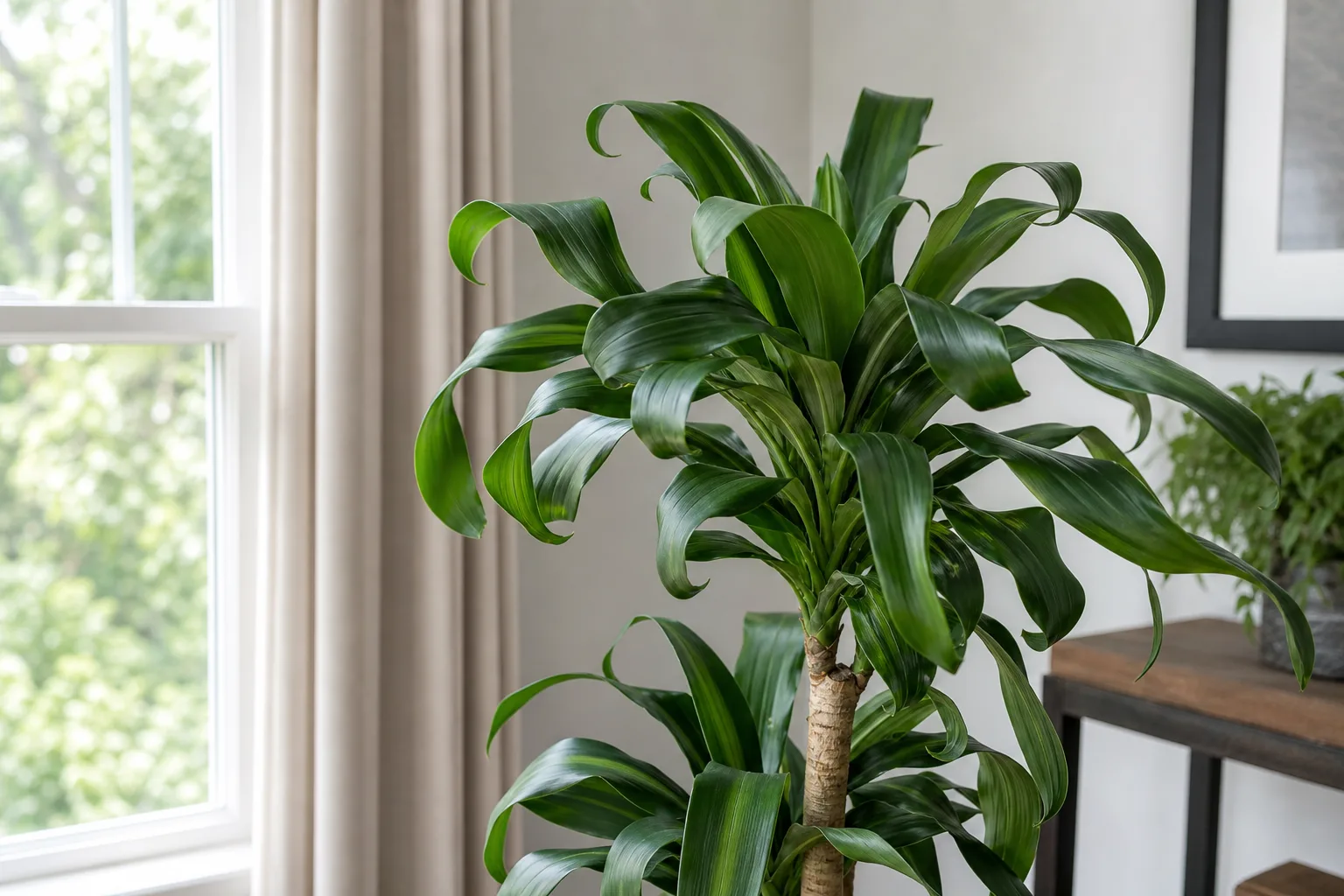 Curling Leaves on Janet Craig Dracaena - visible symptom on the plant