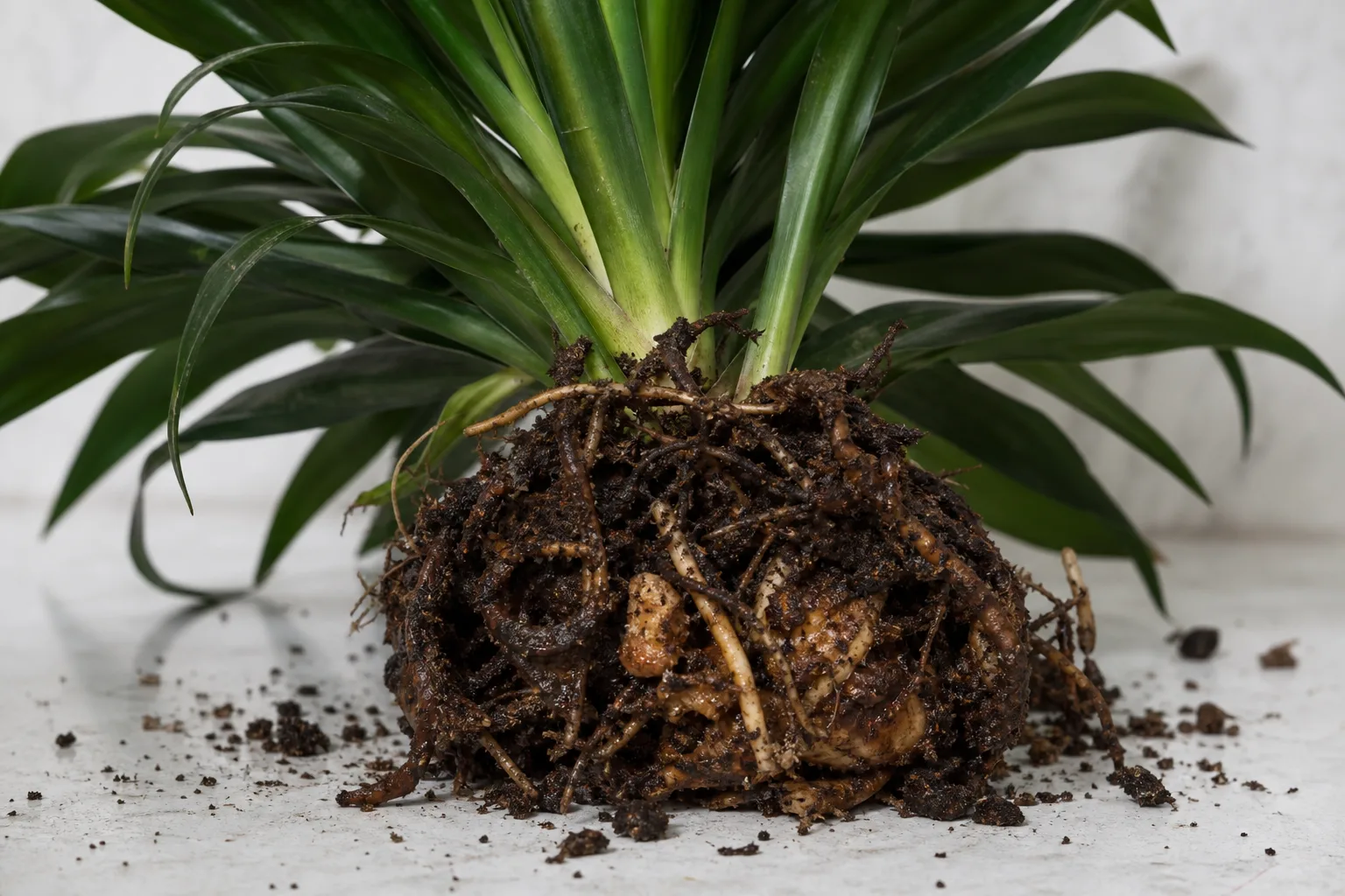 Damaged Roots on Janet Craig Dracaena - visible symptom on the plant