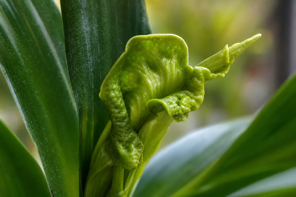 Close-up of Deformed New Growth on Janet Craig Dracaena - diagnostic detail