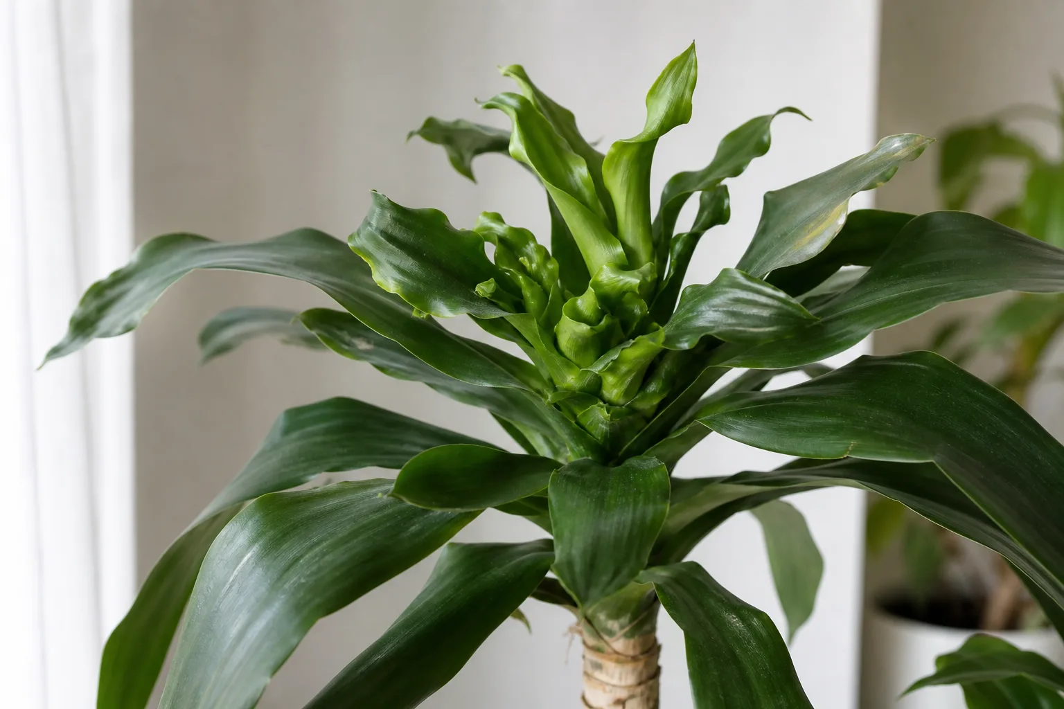 Deformed New Growth on Janet Craig Dracaena - visible symptom on the plant