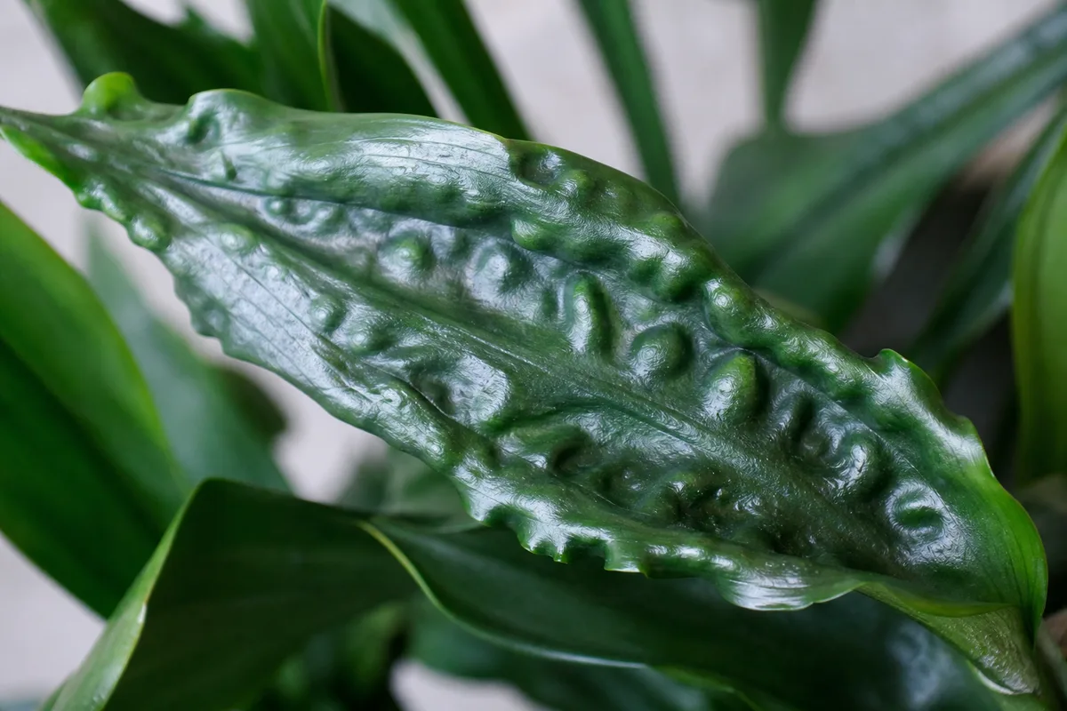 Close-up of Distorted Leaves on Janet Craig Dracaena - diagnostic detail