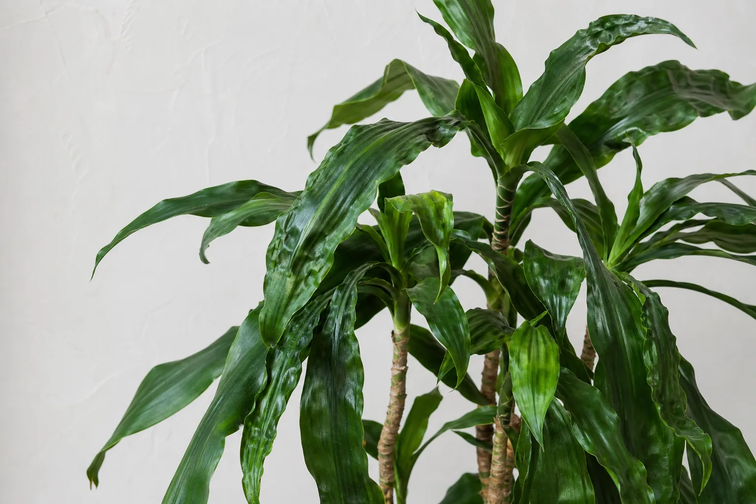 Distorted Leaves on Janet Craig Dracaena - visible symptom on the plant