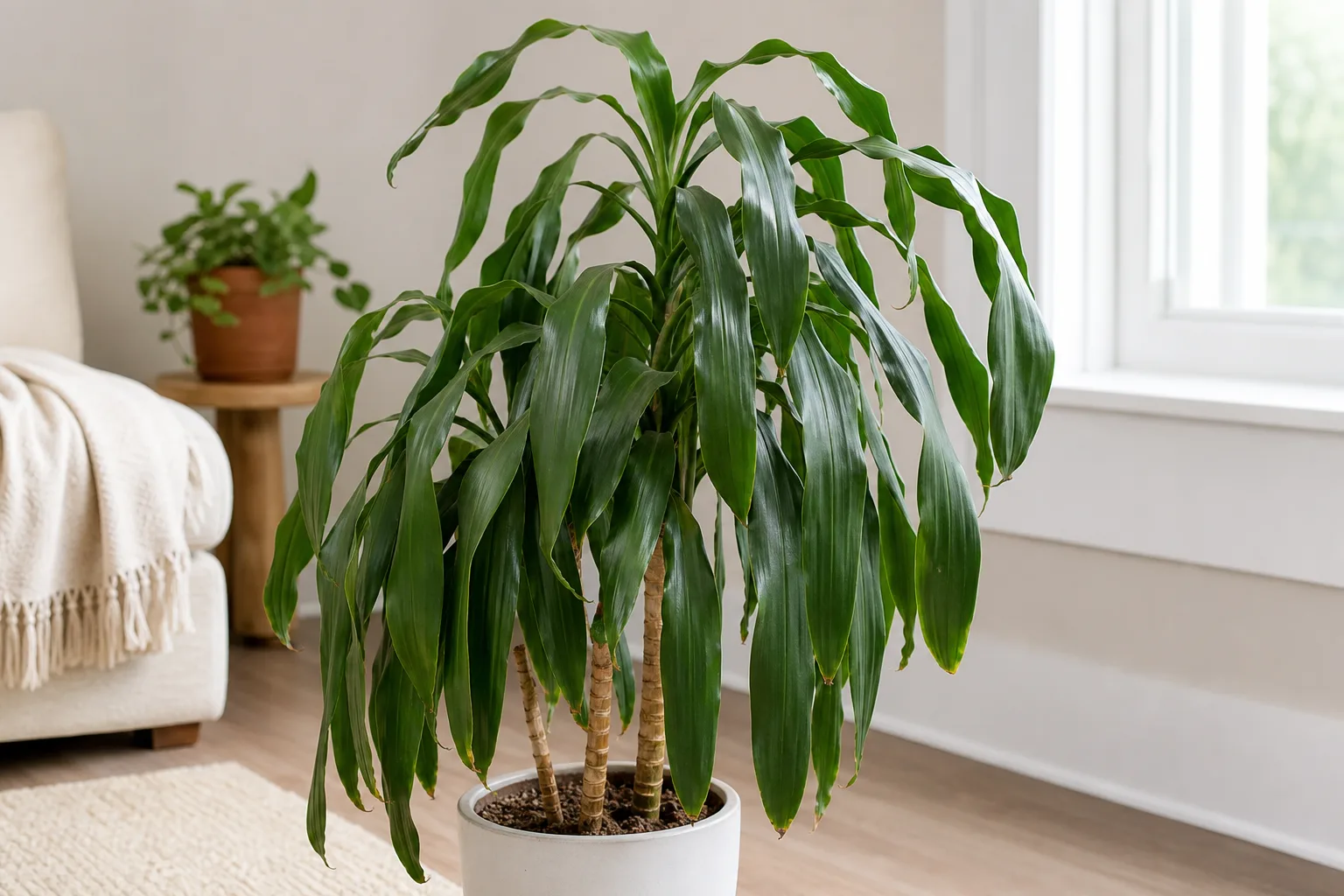Drooping Leaves on Janet Craig Dracaena - visible symptom on the plant