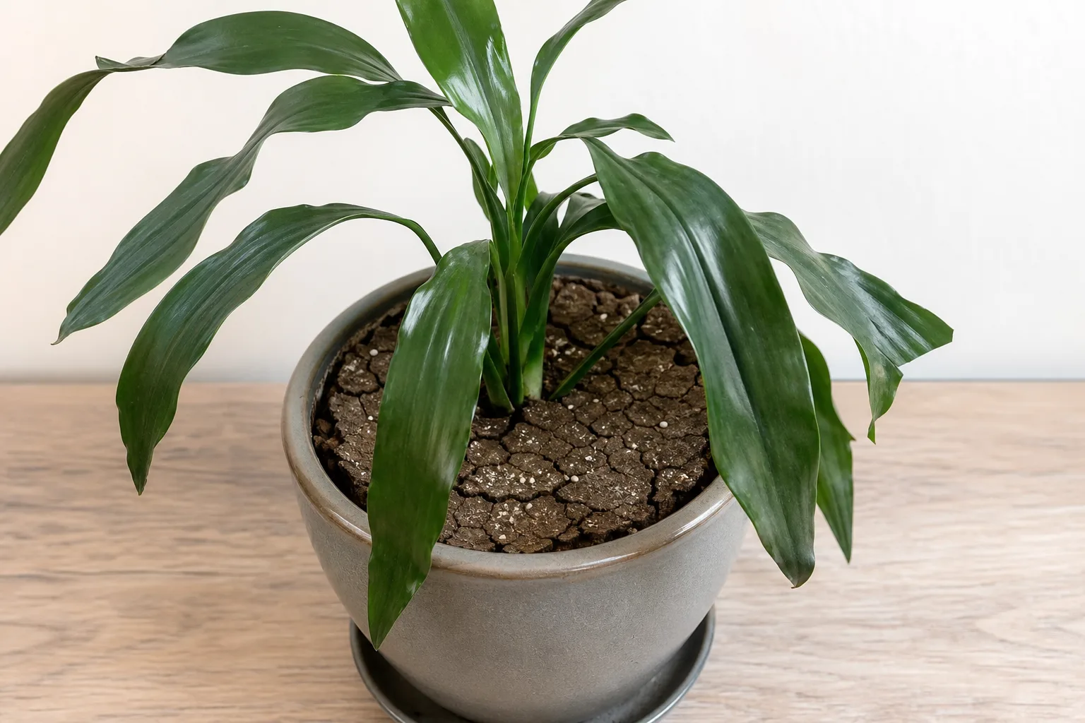 Dry Hydrophobic Soil on Janet Craig Dracaena - visible symptom on the plant
