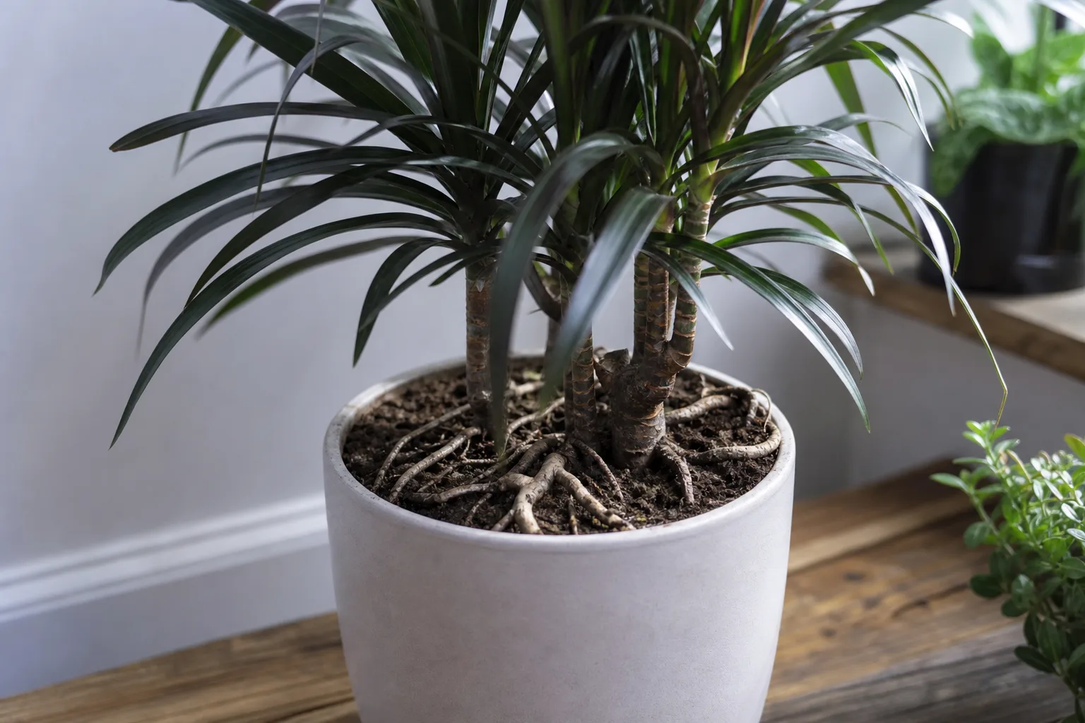 Exposed Roots on Janet Craig Dracaena - visible symptom on the plant