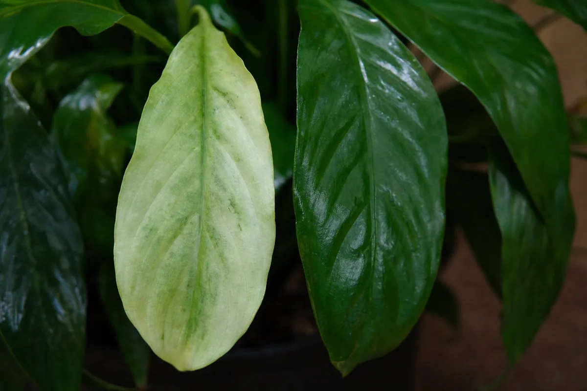 Close-up of Faded Leaves on Janet Craig Dracaena - diagnostic detail