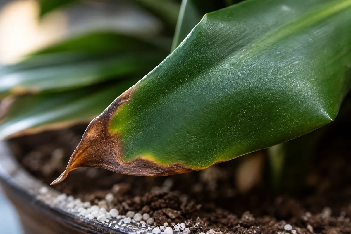 Close-up of Fertilizer Burn on Janet Craig Dracaena - diagnostic detail