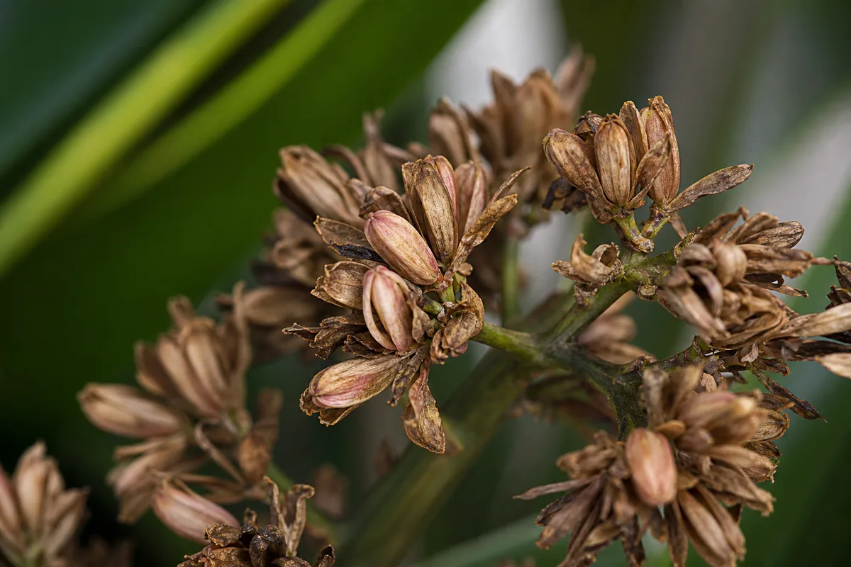 Close-up of Flowers Turning Brown on Janet Craig Dracaena - diagnostic detail