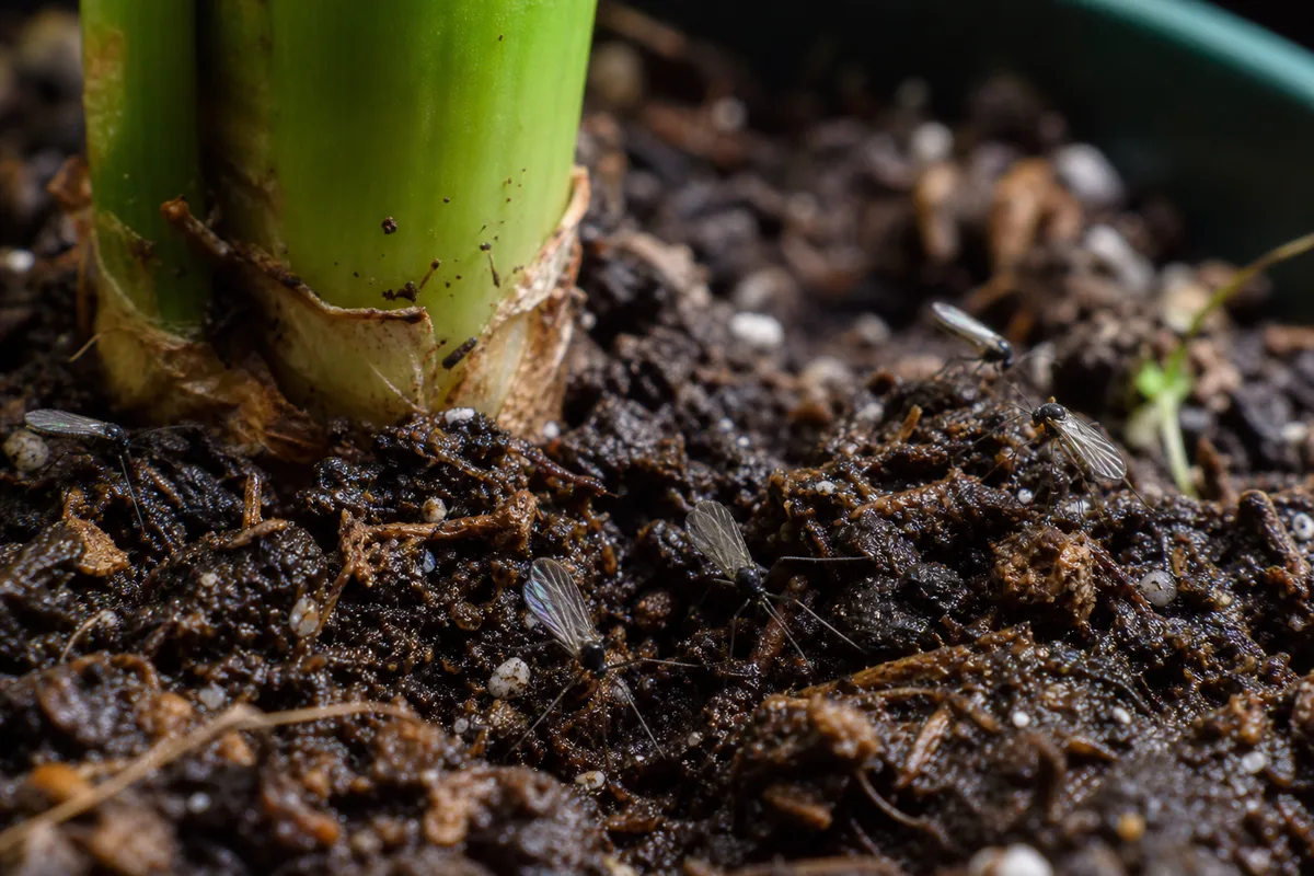 Close-up of Fungus Gnats on Janet Craig Dracaena - diagnostic detail