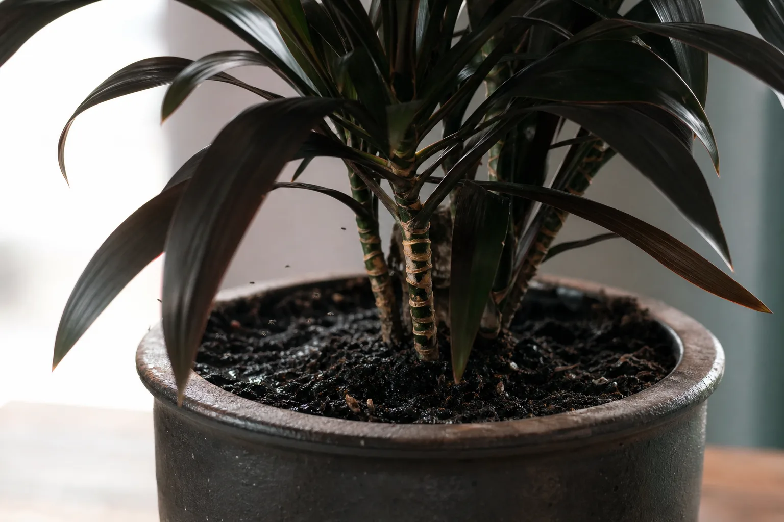 Fungus Gnats on Janet Craig Dracaena - visible symptom on the plant