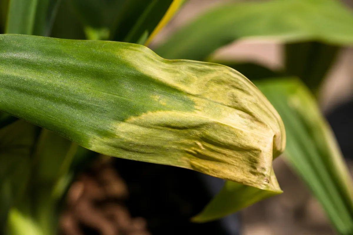 Close-up of Heat Stress on Janet Craig Dracaena - diagnostic detail