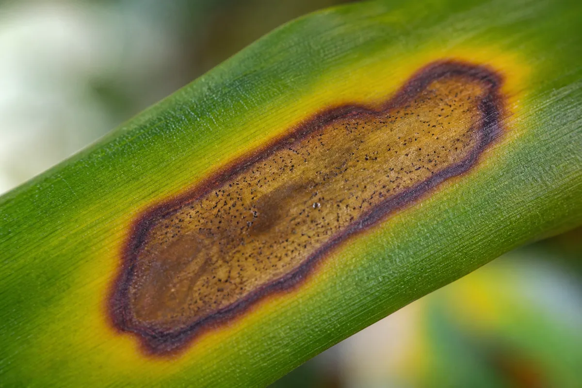 Close-up of Leaf Spot Disease on Janet Craig Dracaena - diagnostic detail