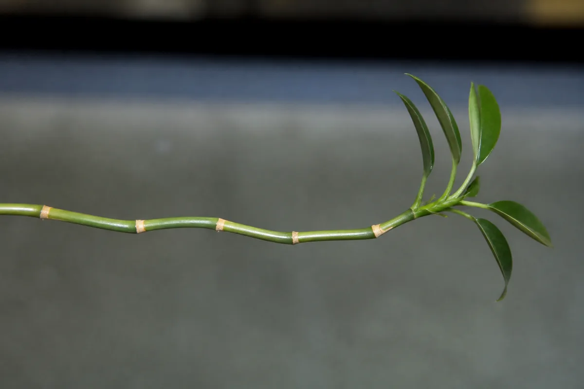 Close-up of Leggy Growth on Janet Craig Dracaena - diagnostic detail