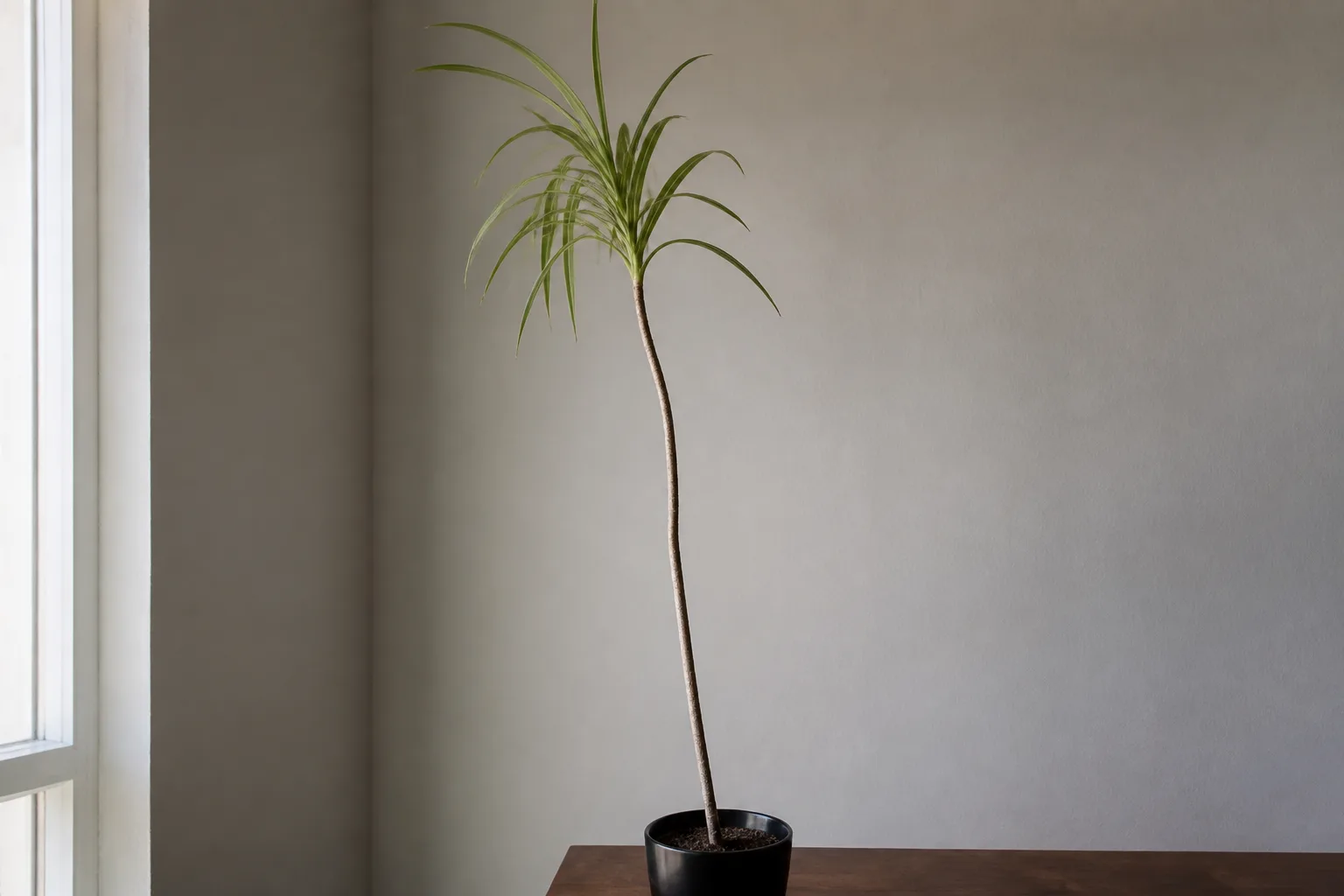 Leggy Growth on Janet Craig Dracaena - visible symptom on the plant