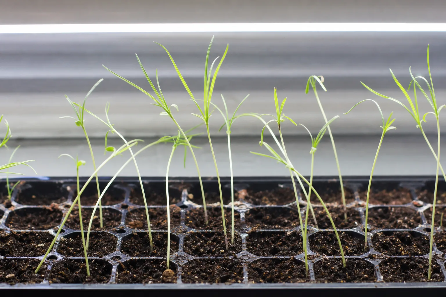 Leggy Seedlings on Janet Craig Dracaena - visible symptom on the plant