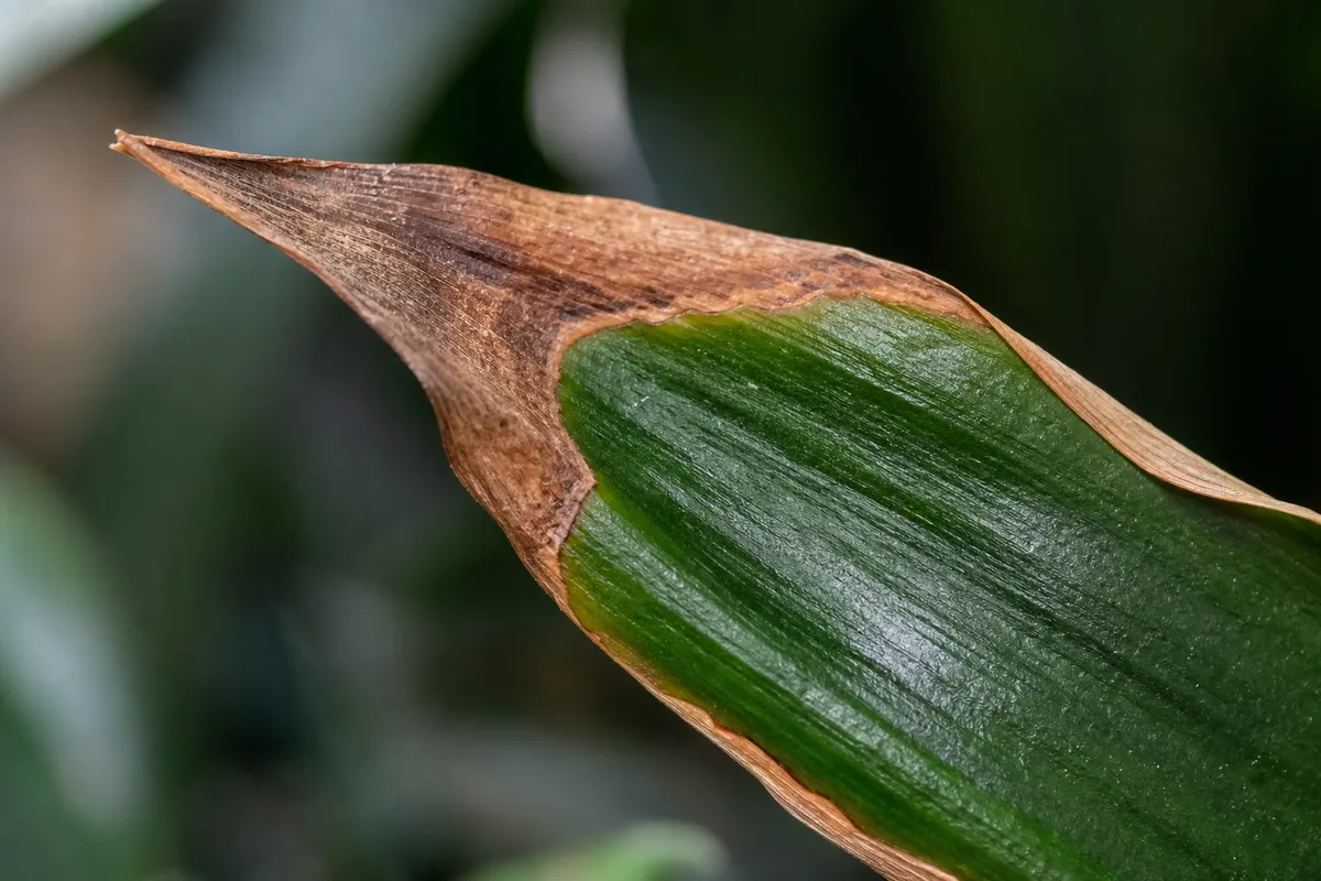 Close-up of Low Humidity on Janet Craig Dracaena - diagnostic detail