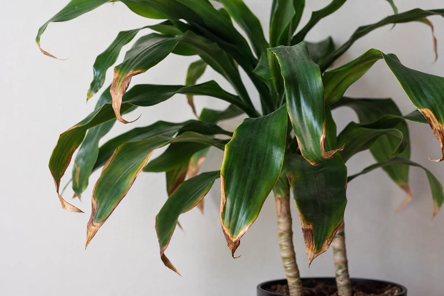 Low Humidity on Janet Craig Dracaena - visible symptom on the plant