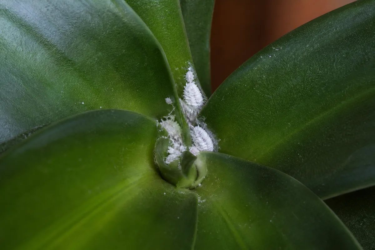 Close-up of Mealybugs on Janet Craig Dracaena - diagnostic detail