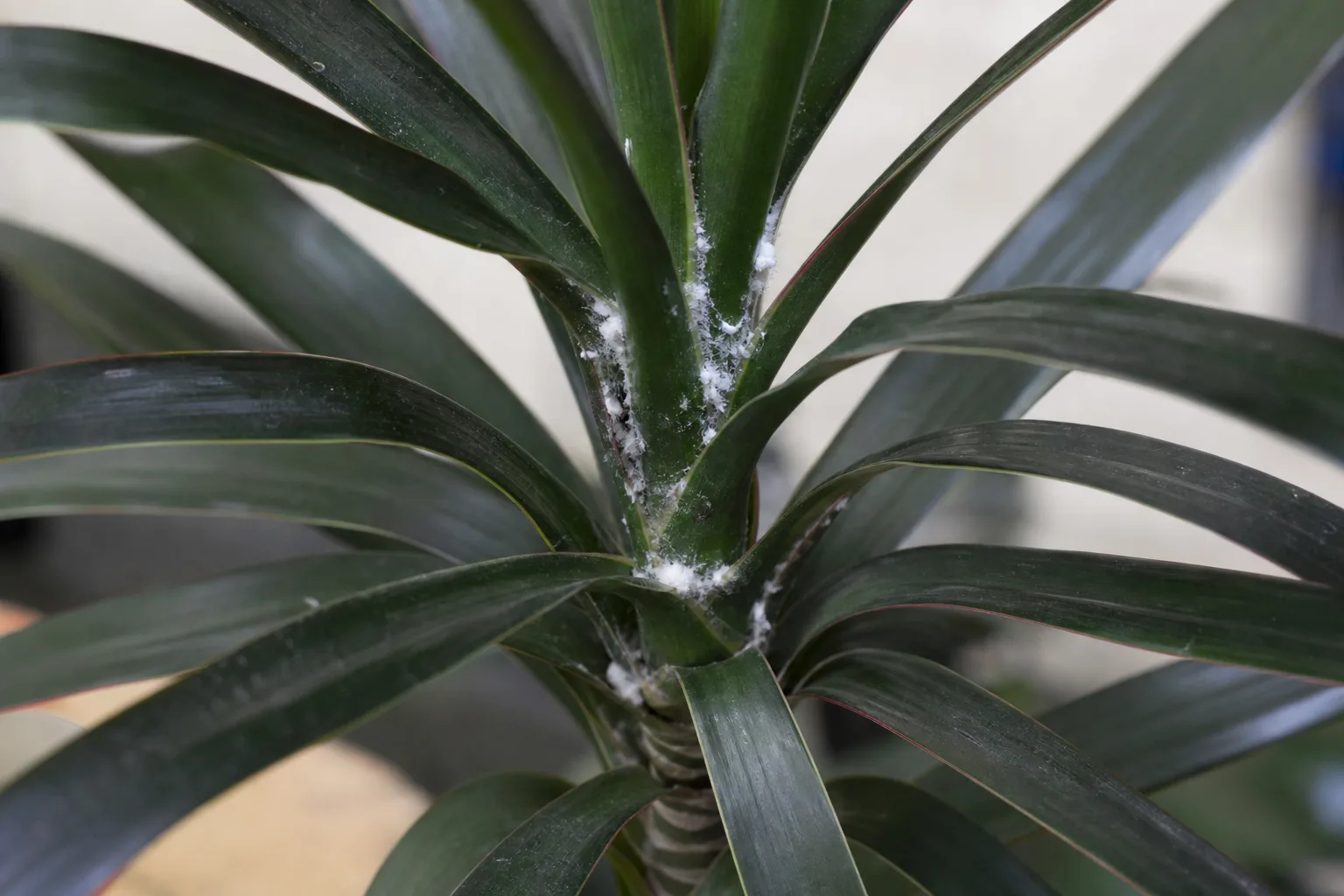 Mealybugs on Janet Craig Dracaena - visible symptom on the plant