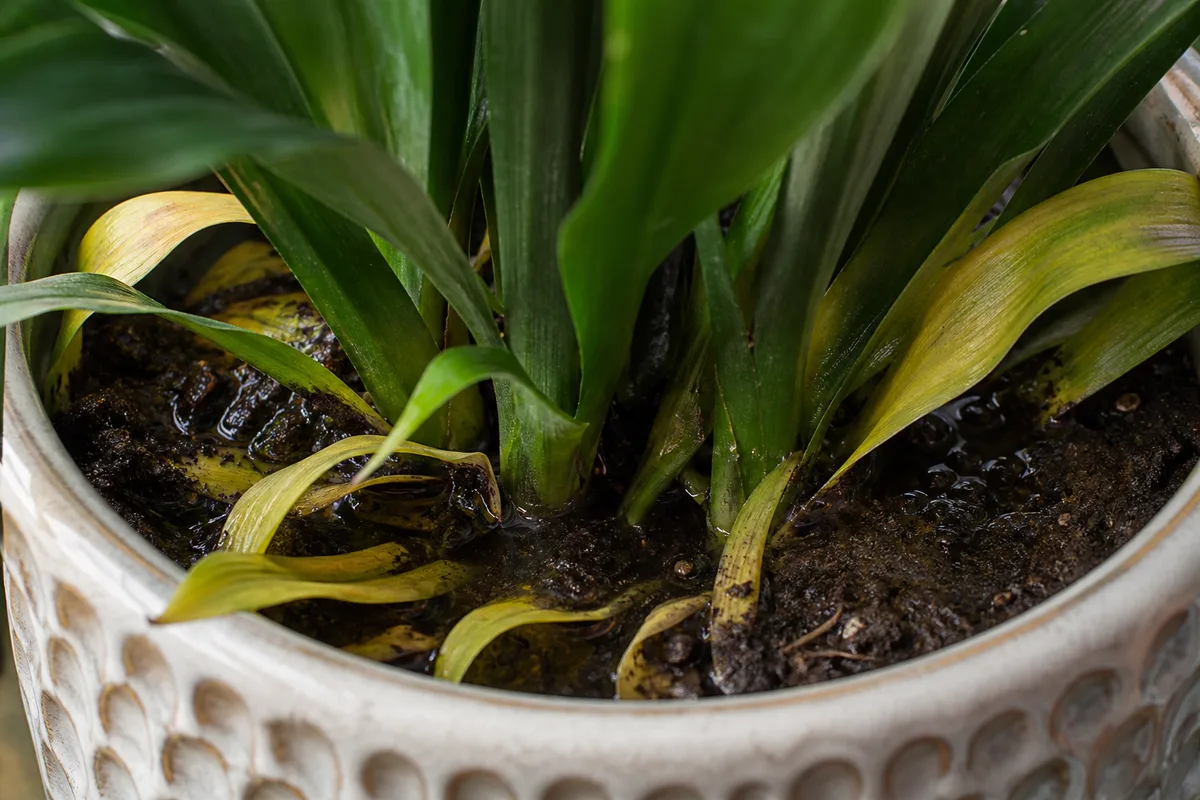 Close-up of No Drainage Hole on Janet Craig Dracaena - diagnostic detail