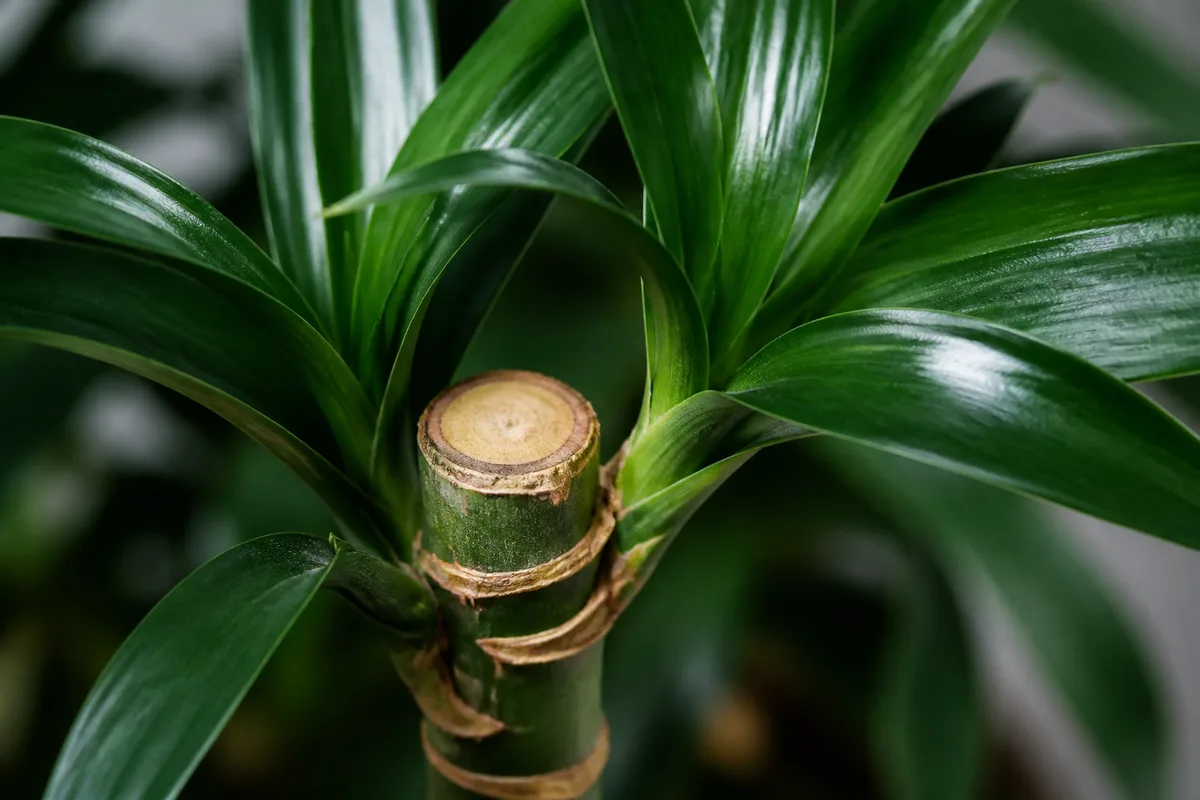 Close-up of No Flowers on Janet Craig Dracaena - diagnostic detail