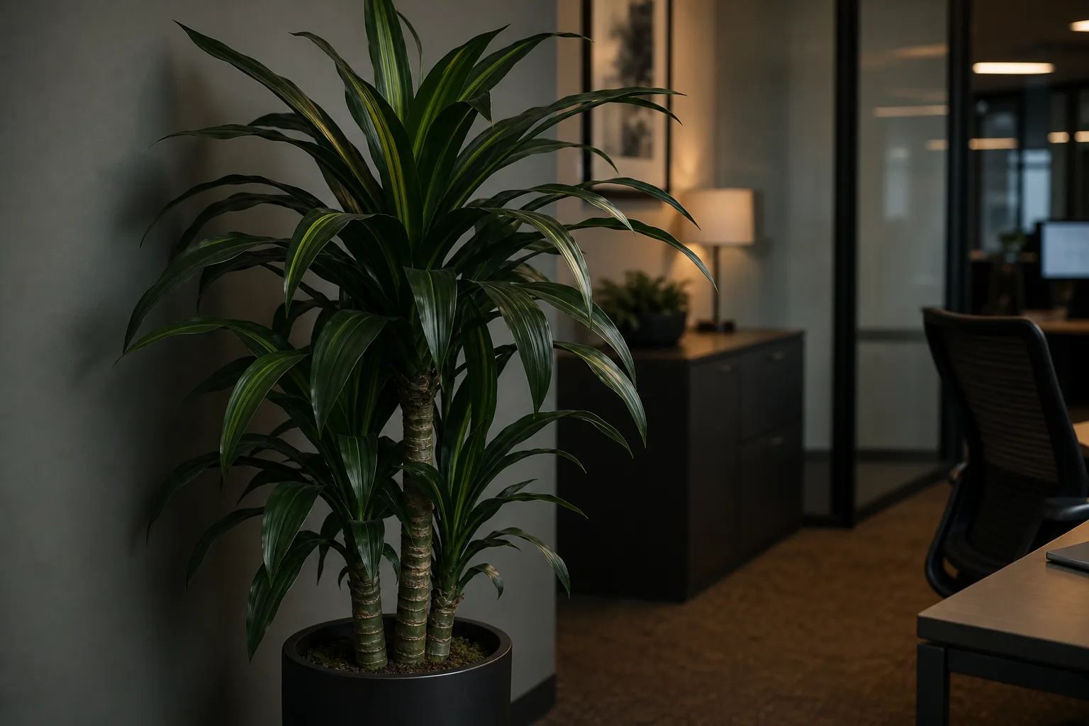No Flowers on Janet Craig Dracaena - visible symptom on the plant