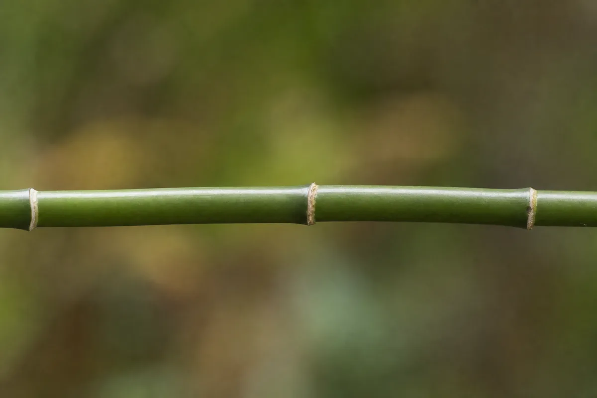 Close-up of Not Enough Light on Janet Craig Dracaena - diagnostic detail