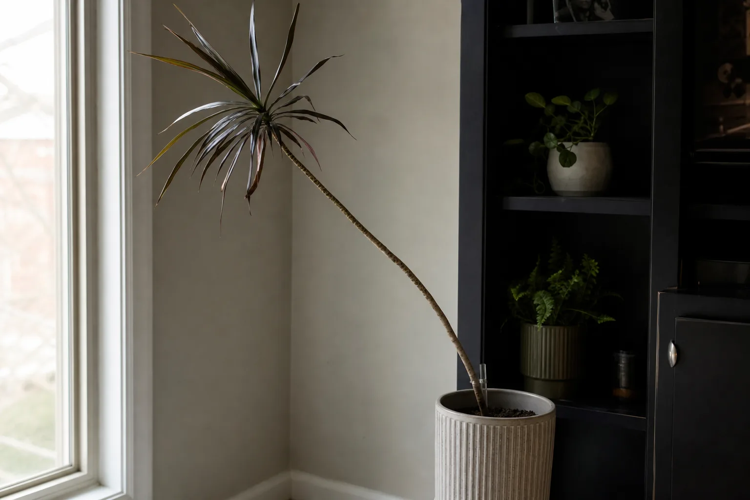 Not Enough Light on Janet Craig Dracaena - visible symptom on the plant