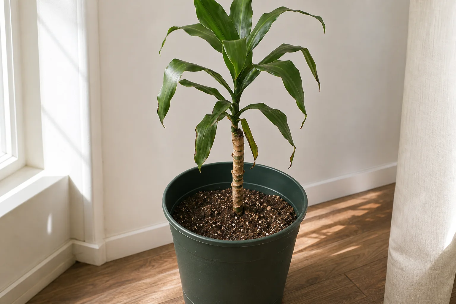Poor Root Growth on Janet Craig Dracaena - visible symptom on the plant