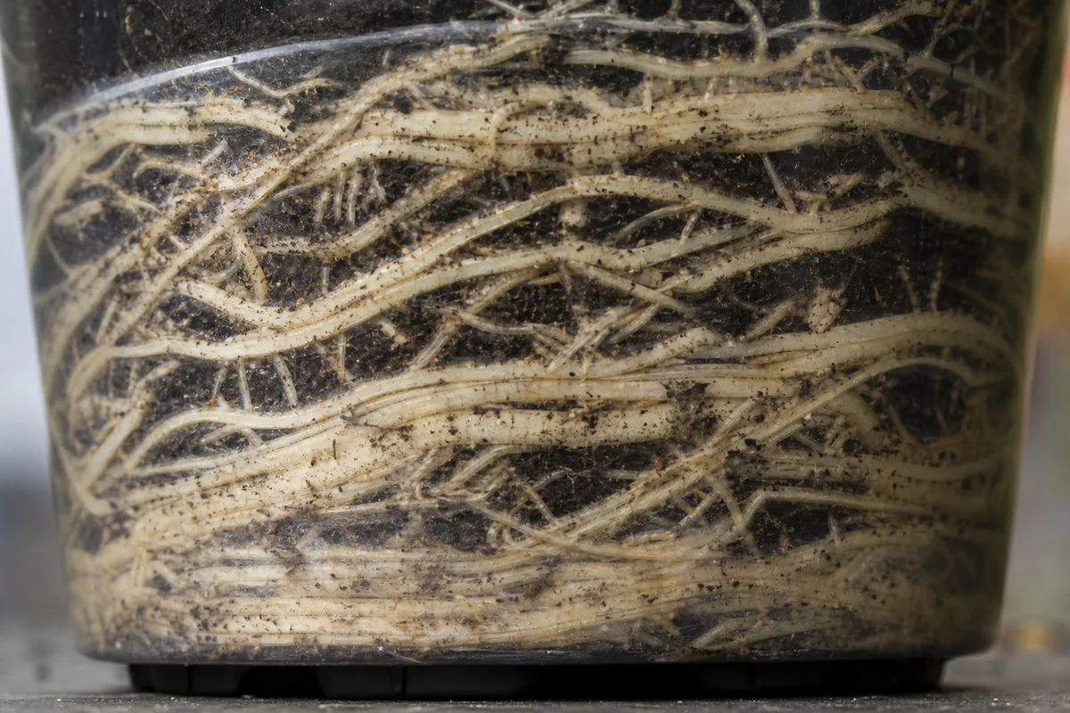 Close-up of Root Bound on Janet Craig Dracaena - diagnostic detail