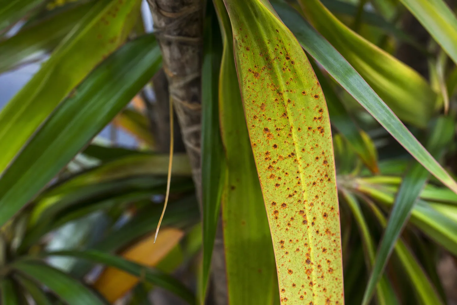 Rust Disease on Janet Craig Dracaena - visible symptom on the plant